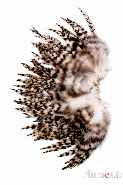 Haan chinchilla - 9-13 cm - natuurlijk